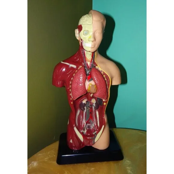 Vintage Human Torso Model w/ detachable Heart Lungs oddity curiosity medical - Picture 8 of 10